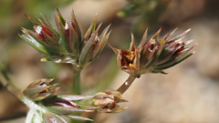 Juncus ranarius