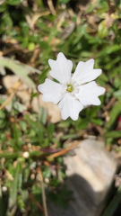 Heliosperma alpestre