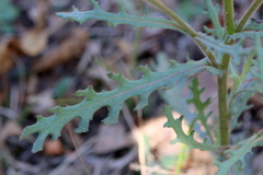 Senecio consanguineus