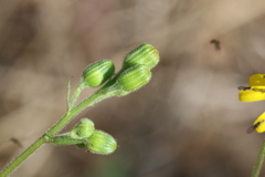 Senecio consanguineus