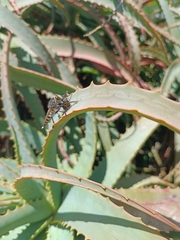 Promachus latitarsatus
