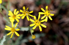 Senecio consanguineus