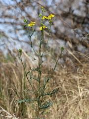 Senecio consanguineus