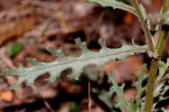 Senecio consanguineus