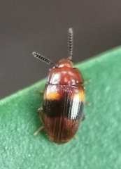 Spiloscapha nigrofasciata