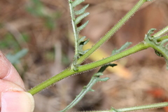 Senecio consanguineus