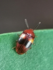 Spiloscapha nigrofasciata