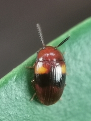 Spiloscapha nigrofasciata