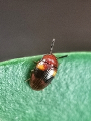 Spiloscapha nigrofasciata