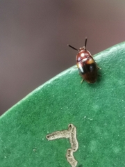 Spiloscapha nigrofasciata