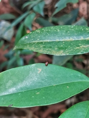 Spiloscapha nigrofasciata