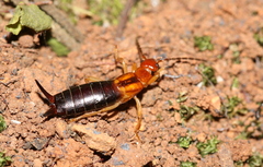 Forficula senegalensis