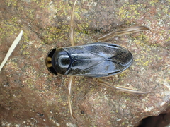 Corixa