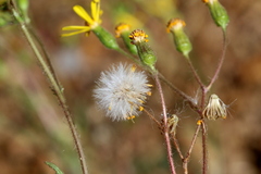 Senecio consanguineus