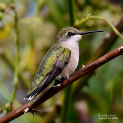 Ruby-Throated Hummingbird photo 6