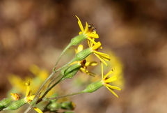 Senecio consanguineus
