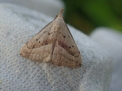 Macrochilo hypocritalis