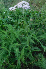 Achillea millefolium