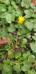 Ficaria verna verna