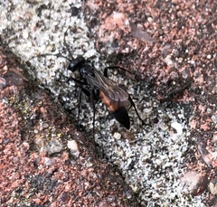 Anoplius viaticus