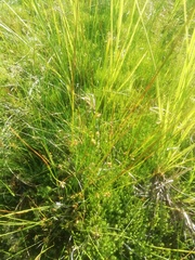 Trichophorum alpinum