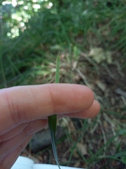 Poa chaixii