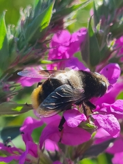 Eristalis oestracea