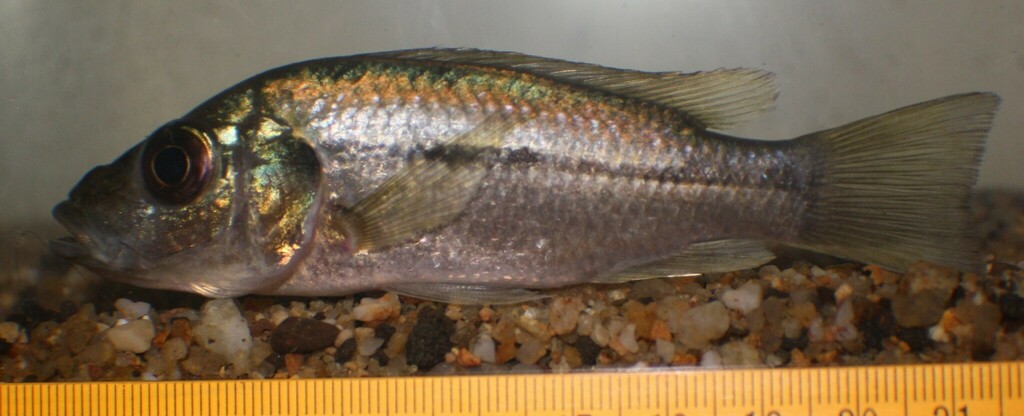 Alkali Cichlid