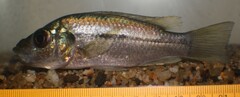 Alkali Cichlid photo 1