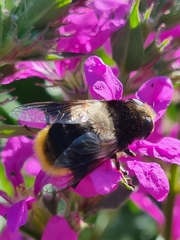Eristalis oestracea