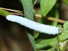 Monostegia