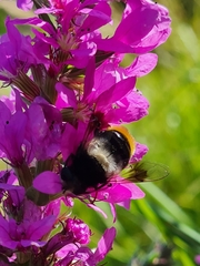 Eristalis oestracea
