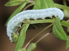 Monostegia