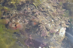 Morchellium argus