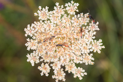 Lissonota cruentator