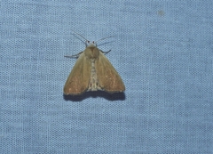 Arenostola phragmitidis