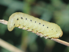 Diprion pini