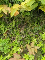 Vipera berus sachalinensis