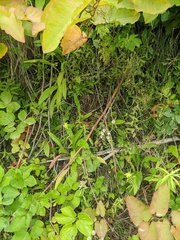 Vipera berus sachalinensis