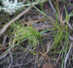 Anthochortus crinalis