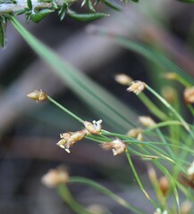 Anthochortus crinalis