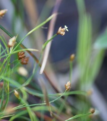 Anthochortus crinalis