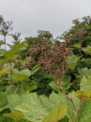 Filipendula camtschatica