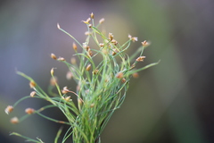 Anthochortus crinalis