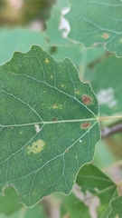Aceria varia