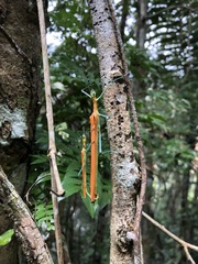 Tithonophasma tithonus