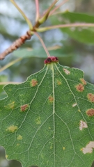 Eriophyes diversipunctatus
