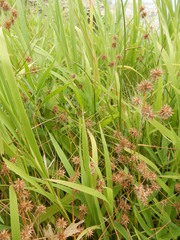 Juncus validus