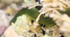 Eulalia clavigera