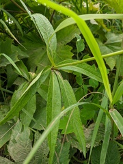 Adenophora triphylla